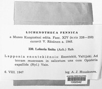 Image of Lobaria linita
